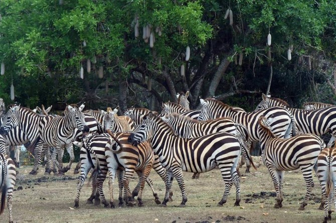 havana-live-magillCuba Zoo Zebras