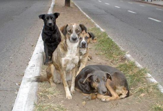 havana-live-perros abandonado