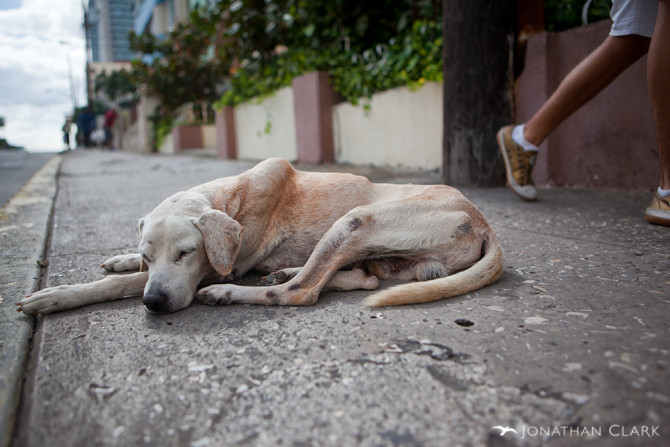 havana-cuba-sleeping-homeless-dog-photo-by-jonathan-clark