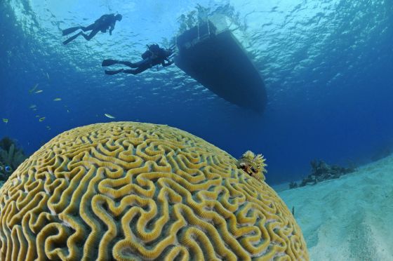 Un coral cerebro ('Mussiidae') en las aguas de María la Gorda, en Cuba. / WOLFGANG POELZER