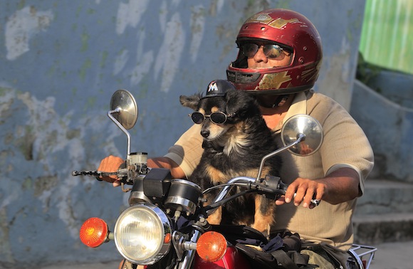 Popy, a 14-year-old dog, enjoys the ride as his owner Abel cruises around Havana June 13, 2013. REUTERS/Enrique De La Osa (CUBA)
