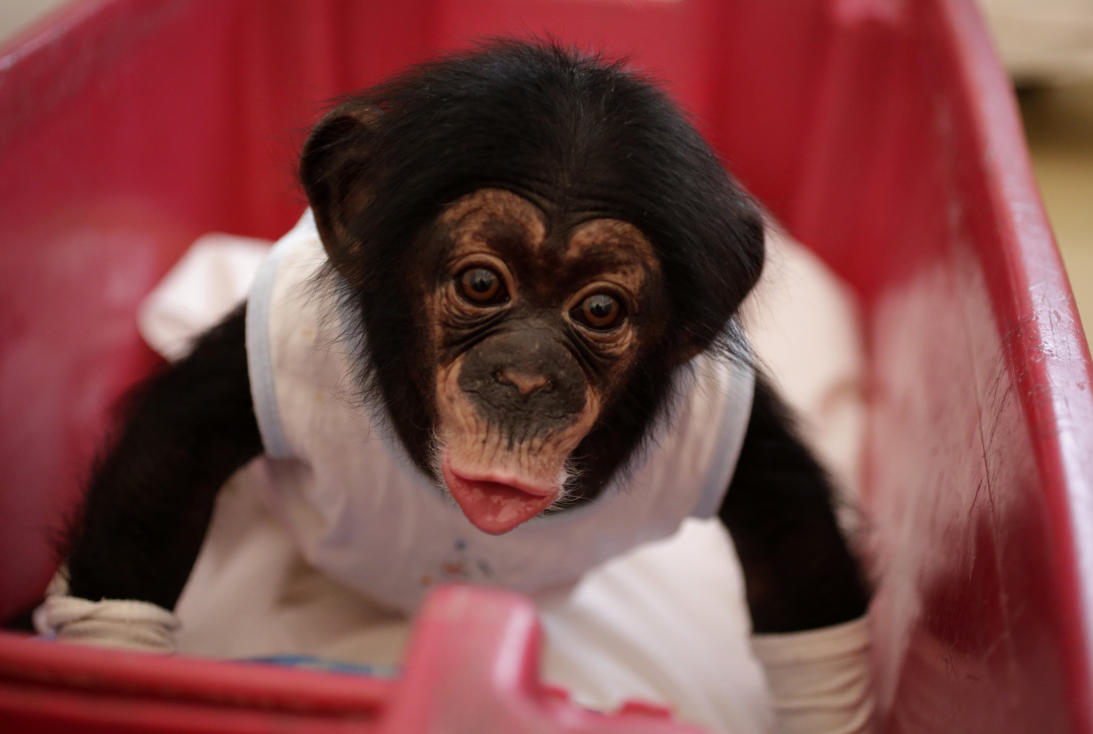 Un bióloga que cría chimpancés en un apartamento de La Habana 