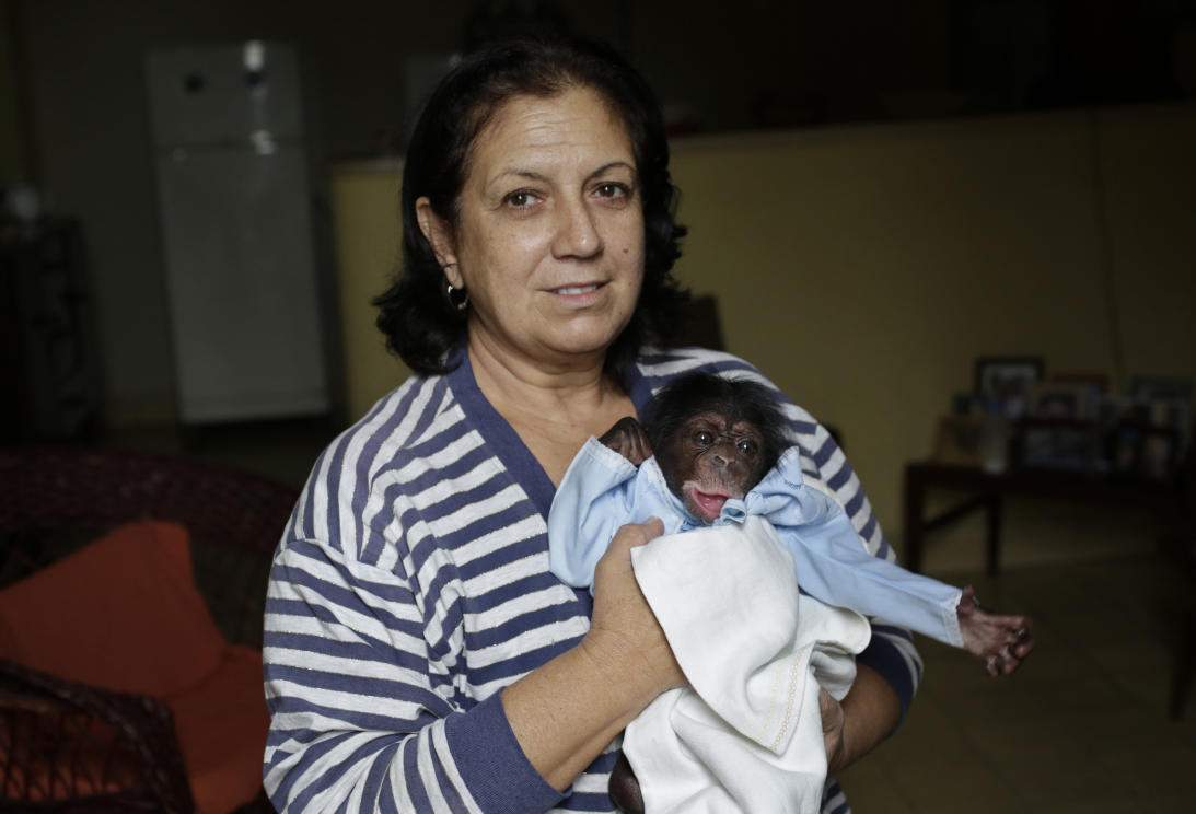Un bióloga que cría chimpancés en un apartamento de La Habana 