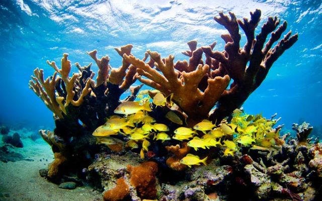 Científicos de una expedición conjunta cubano-estadounidense encontraron arrecifes saludables alrededor de Cuba