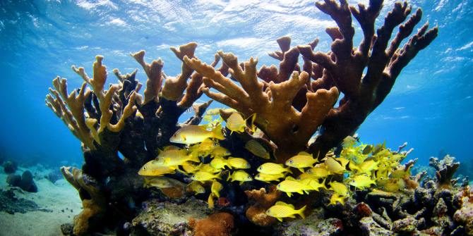 Los arrecifes de coral cubanos están en excelente estado de salud