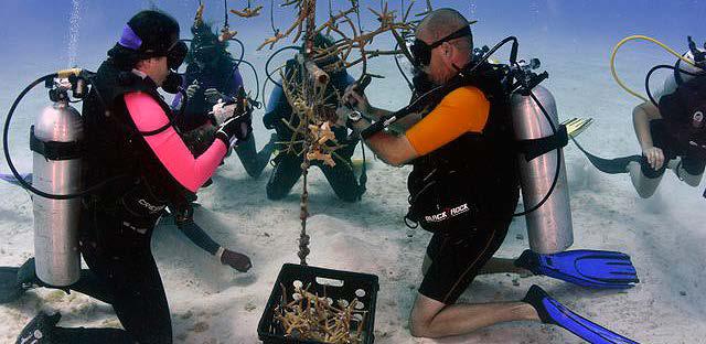 Cuba siembra coral en sus fondos marinos para repoblar sus arrecifes