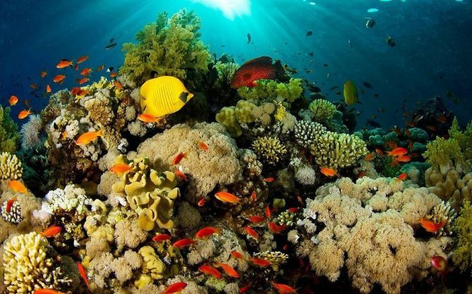 Cuba siembra coral en sus fondos marinos para repoblar sus arrecifes
