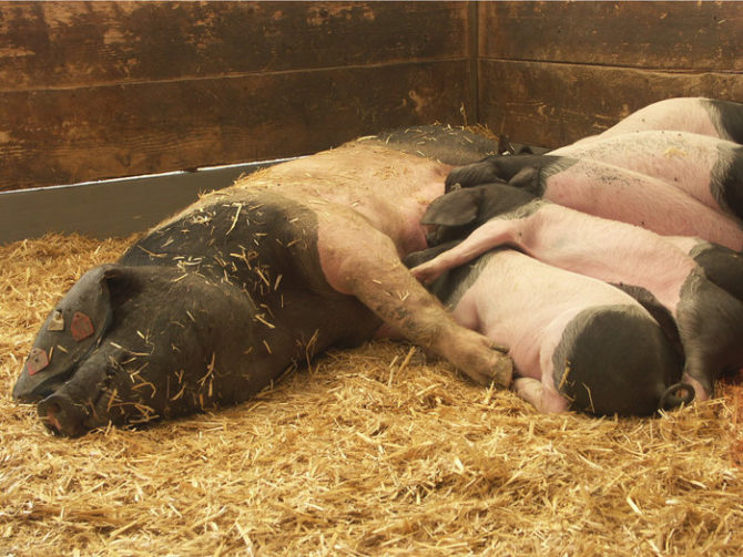 En Cuba esperan producción récord de carne de cerdo