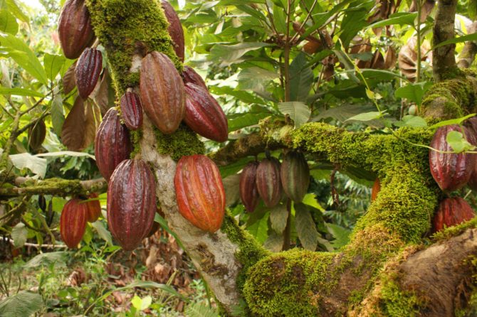  Cuba cosechó 200 toneladas de cacao en 2017, la cifra más baja en 70 años