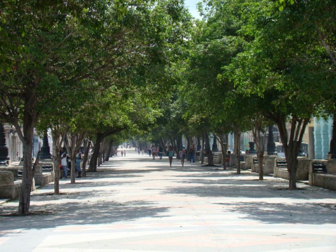 Talan los árboles de una parte del Paseo del Prado 