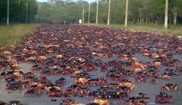 Como cada año comienza la peligrosa migración del cangrejo rojo cubano