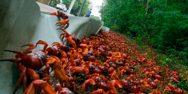 Como cada año comienza la peligrosa migración del cangrejo rojo cubano