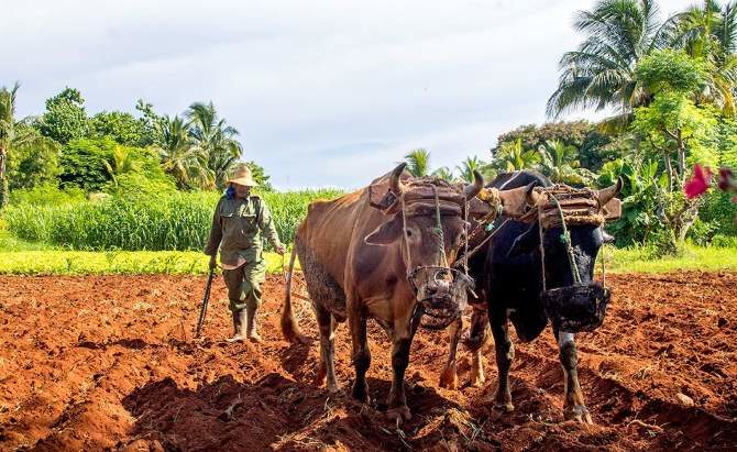 Cuba amplía entrega de tierras en usufructo para paliar déficit de alimentos