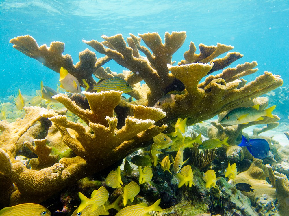  Rare exploration of Cuba's reefs reveals good news for Florida