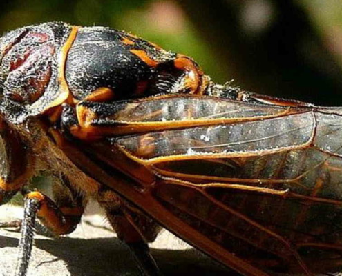 Cuba says cicadas are behind the “sonic attacks” in Havana