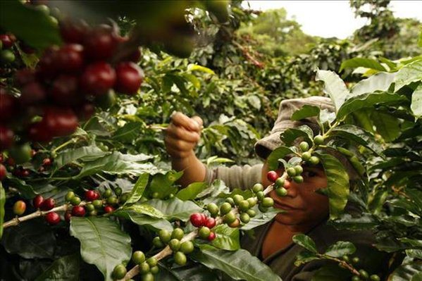 Cuba promotes organic coffee production