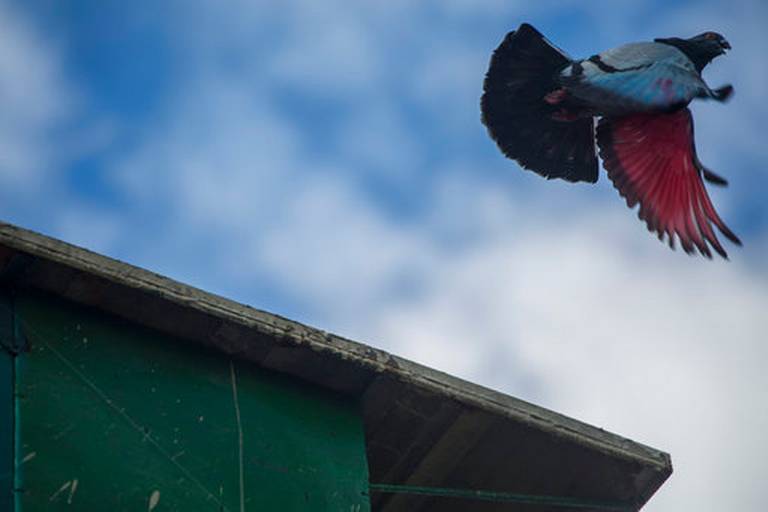 Pigeon competitions take flight over rooftops of Havana