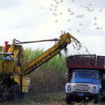 Cuba had the worst sugar harvest in the last 125 years
