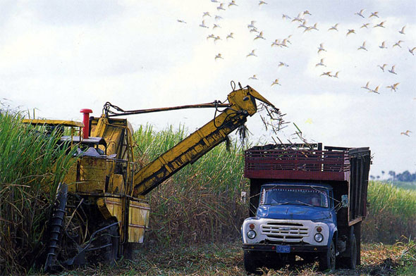 Cuba had the worst sugar harvest in the last 125 years