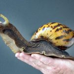 Cuba is invaded by giant African land snail