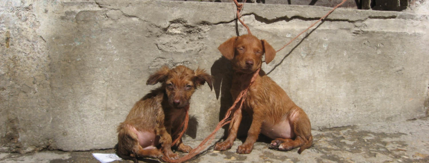 ANIMAL PROTECTION IN CUBA: AN URGENT NEED