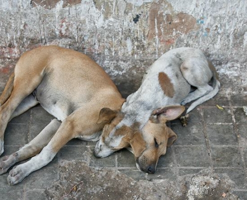¿POR QUÉ EN CUBA NO EXISTE UNA LEY DE PROTECCIÓN ANIMAL?