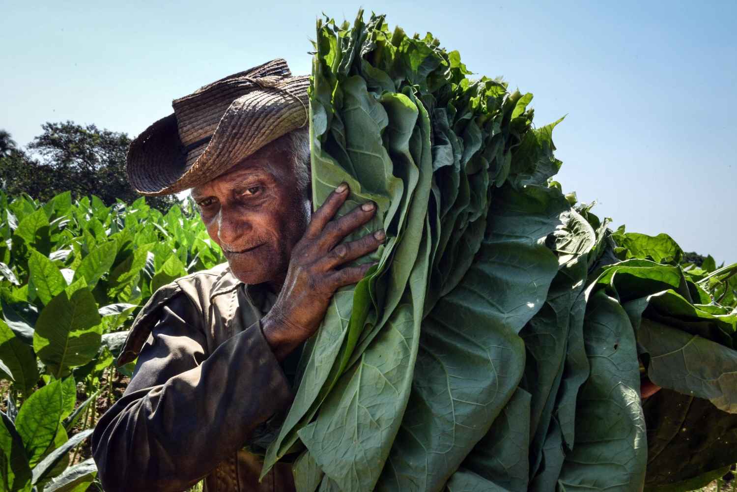 Cuba aims to harvest over 34,000 tons of tobacco in this season