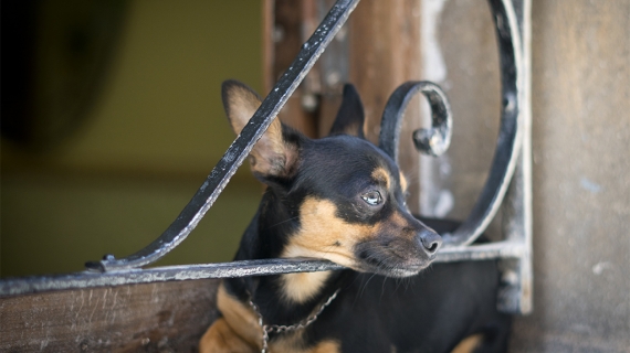 Denuncian a hombre por supuestamente sodomizar y torturar mascotas en La Habana