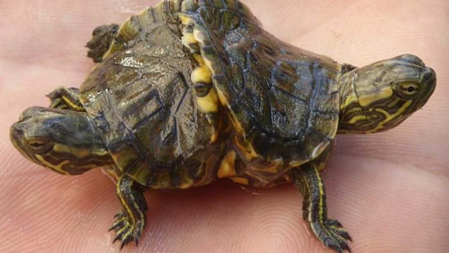In Cuba found a live two-headed turtle - News from Havana In Cuba found a l...