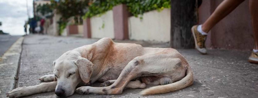 When you visit Cuba, you can help animal welfare groups