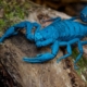Cuban Man Uses Scorpion Stings To Effectively Remedy His Arthritis Pain