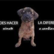 proyecto Cubanos en Defensa de los Animales