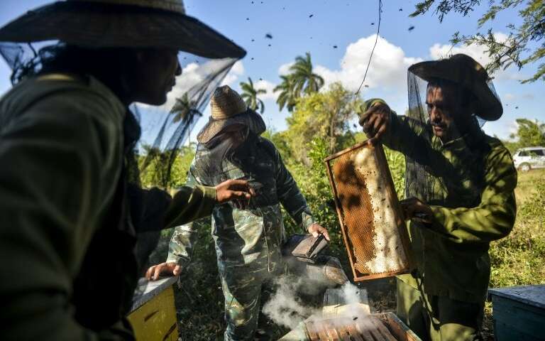 Cuba's worker bees boost thriving honey business