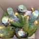 Decomisan equipaje con 277 aves vivas que intentaban sacar de Cuba por el aeropuerto de La Habana/ Foto tomada de internet