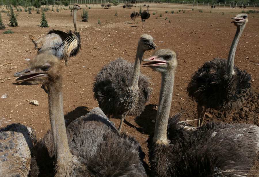 Ostrich, rodent on the menu as Cuba seeks food miracle