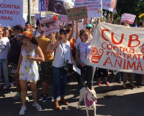 Cuba OKs ‘Unprecedented’ March by Animal Activists