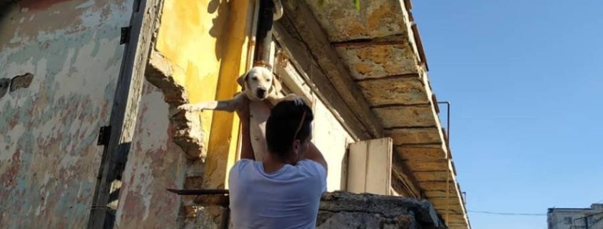Rescatan a una perra abandonada en un edificio en peligro de derrumbe de Centro Habana
