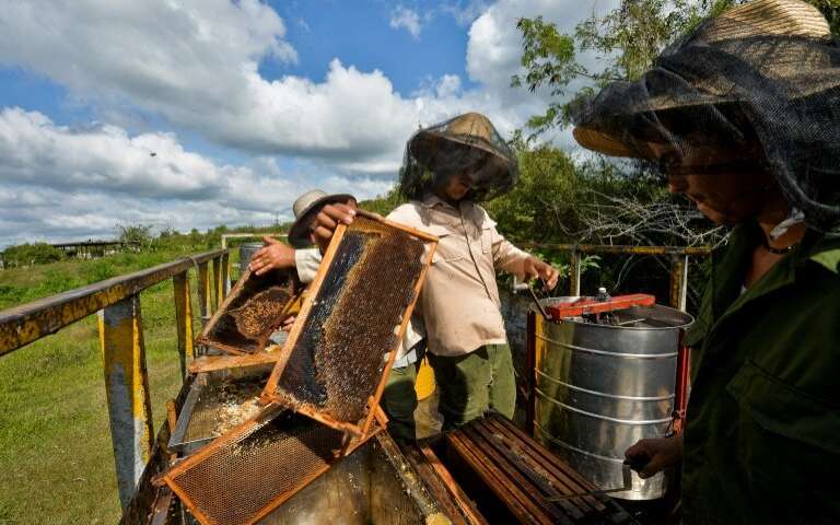 A Cuba, les abeilles butinent heureuses et leur miel ravit l'Europe