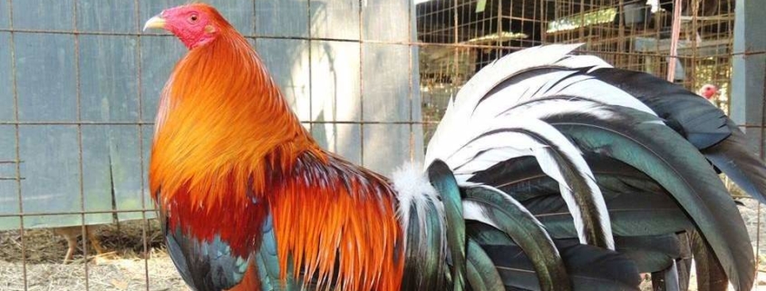 La II Feria Nacional Avícola se llevará en el recinto ferial Rancho Boyeros en La Habana