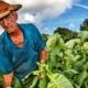 Cuba desarrolla técnica para obtener capas verdes de tabaco tras secado