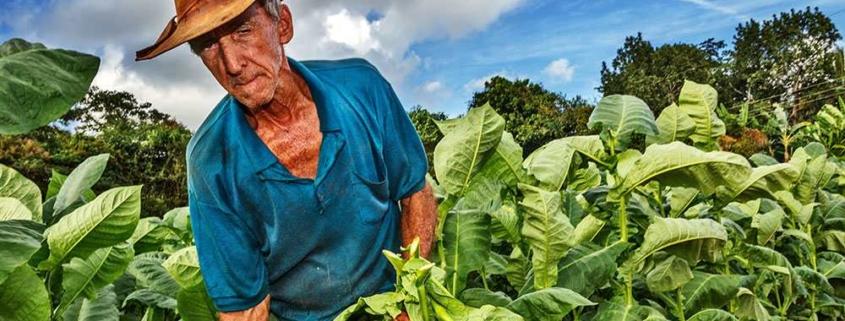 Cuba desarrolla técnica para obtener capas verdes de tabaco tras secado