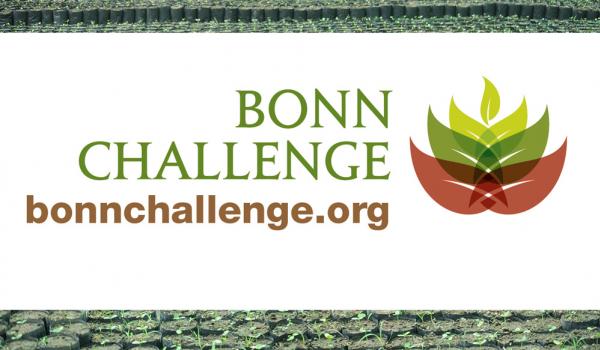 Cuba se une al "Desafío de Bonn", la principal iniciativa de restauración forestal del mundo