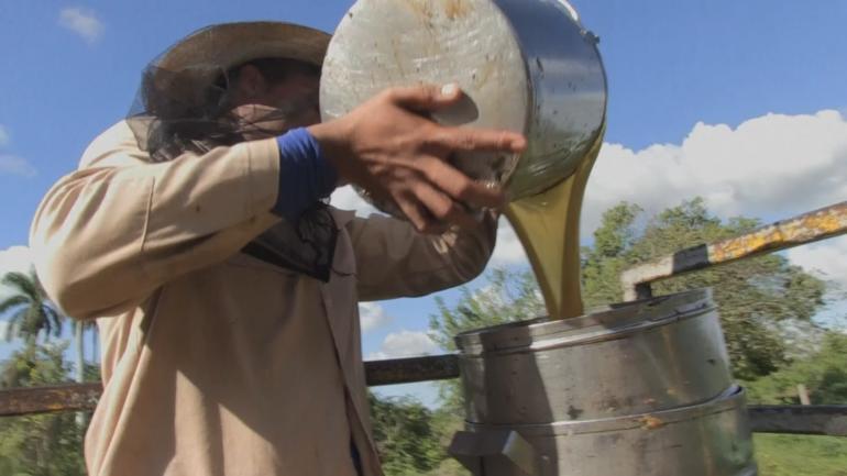 El desplome de la producción de miel en Cuba