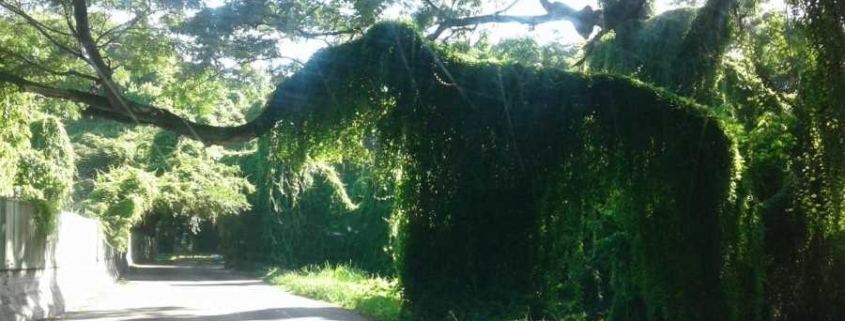 El "mamut" del Bosque de La Habana que ya no está