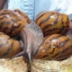 Cuban scientist affirms African snail can be eaten