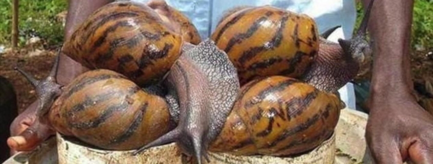 Cuban scientist affirms African snail can be eaten