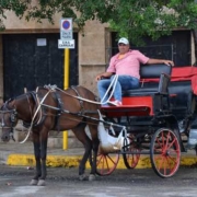 Horse-drawn carriages drivers begin to suffer from travel restrictions