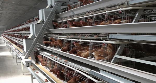 First automated poultry farm starts operation in Pinar del Rio