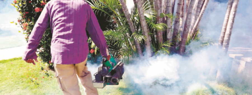 Cuba confía utilizar bacteria y la esterilización de mosquito macho para acabar con dengue