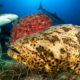 Cuba and the US base a sign of cooperation in the marine ecosystem